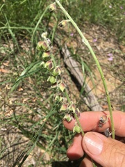 Crotalaria montana