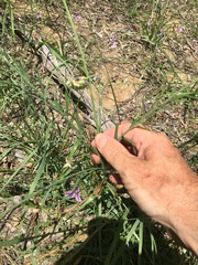 Crotalaria montana