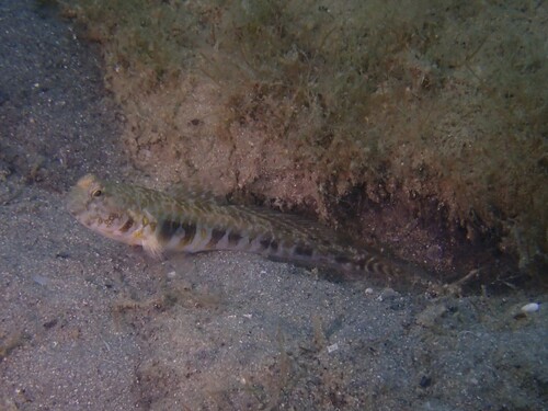 Atlantic shrimp goby (Nes longus) — Gobiidae — 5