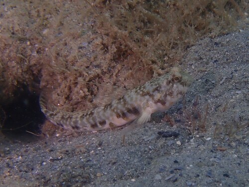 Garnaal-grondel (Nes longus) — Gobiidae