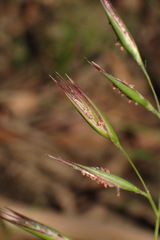 Rytidosperma fulvum