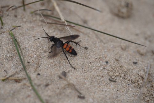 Black-banded Spider Wasp, Drunen, Netherlands, photo 7 of 10