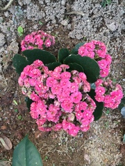 Bergenia crassifolia