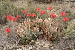 Aloe comptonii