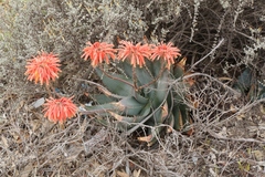 Aloe comptonii