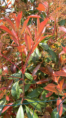 Photinia × fraseri