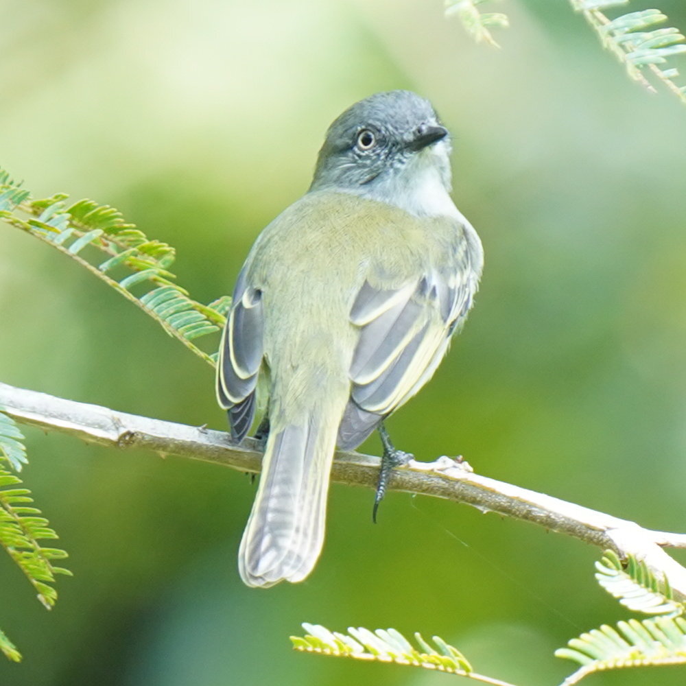 Grey-headed Elaenia (Myiopagis caniceps), photo 7