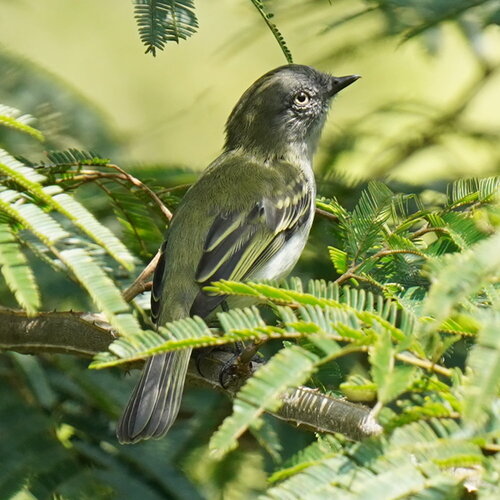 Grey-headed Elaenia (Myiopagis caniceps), photo 4
