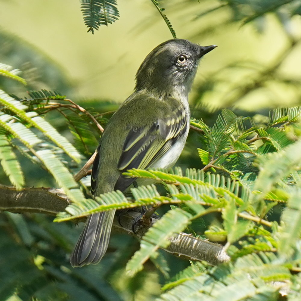 Grey-headed Elaenia (Myiopagis caniceps), photo 6