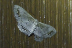 Dithalama cosmospila