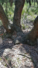 Genoplesium despectans