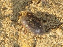 Ammophorus