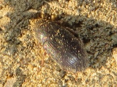 Ammophorus