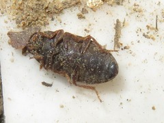 Ammophorus