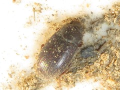 Ammophorus