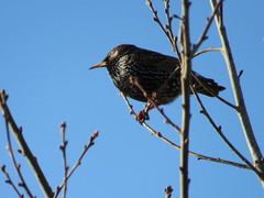 Sturnus vulgaris