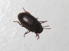 Ammophorus