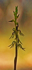 Genoplesium despectans