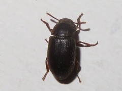 Ammophorus