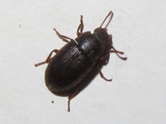Ammophorus