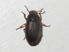 Ammophorus