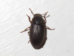 Ammophorus