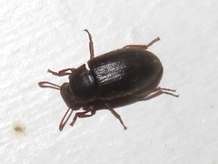 Ammophorus