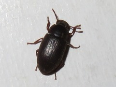 Ammophorus