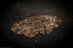 Scotocyma albinotata