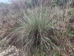 Muhlenbergia lindheimeri