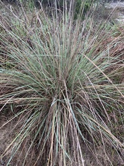 Muhlenbergia lindheimeri