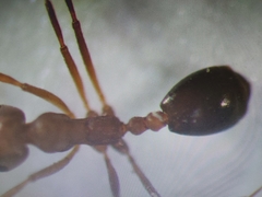 Monomorium bicolor
