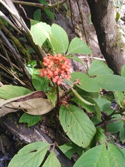 Podandrogyne decipiens