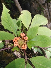 Podandrogyne decipiens