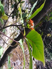 Podandrogyne decipiens