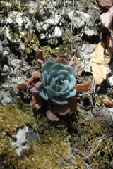 Echeveria secunda