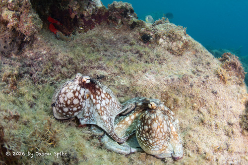 Octopus insularis
