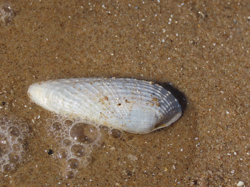Barnea candida
