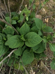 Hydrangea macrophylla
