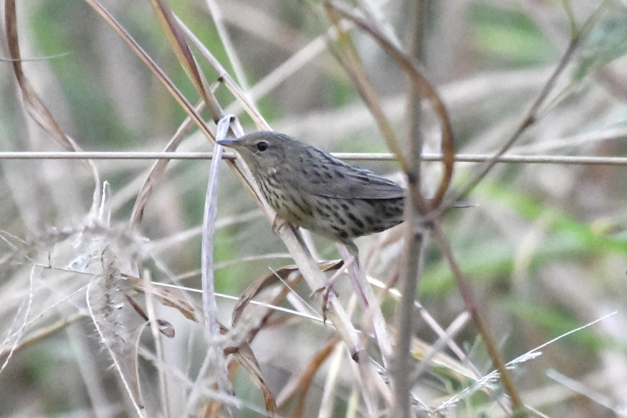 Lanceolated Warbler (Locustella lanceolata), photo 1