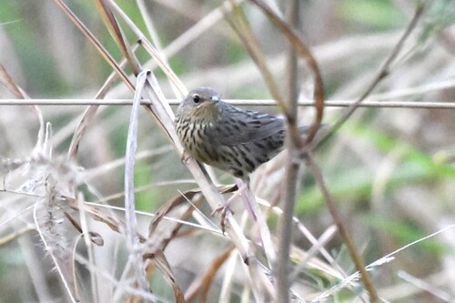 Lanceolated Warbler (Locustella lanceolata), photo 2