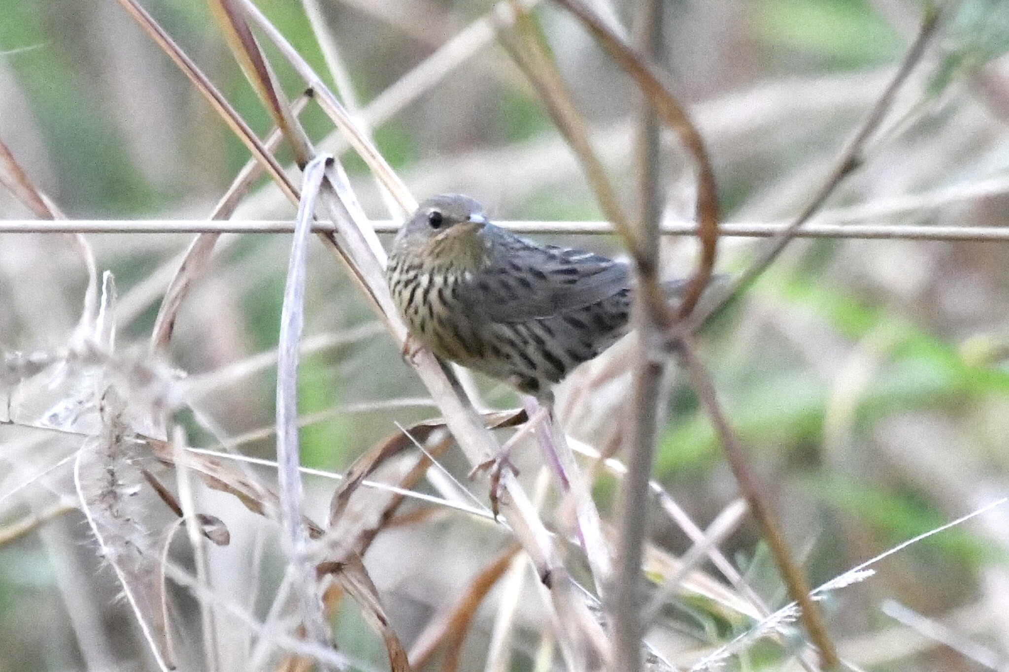 Lanceolated Warbler (Locustella lanceolata), photo 2