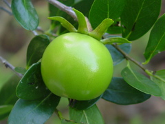 Diospyros xolocotzii