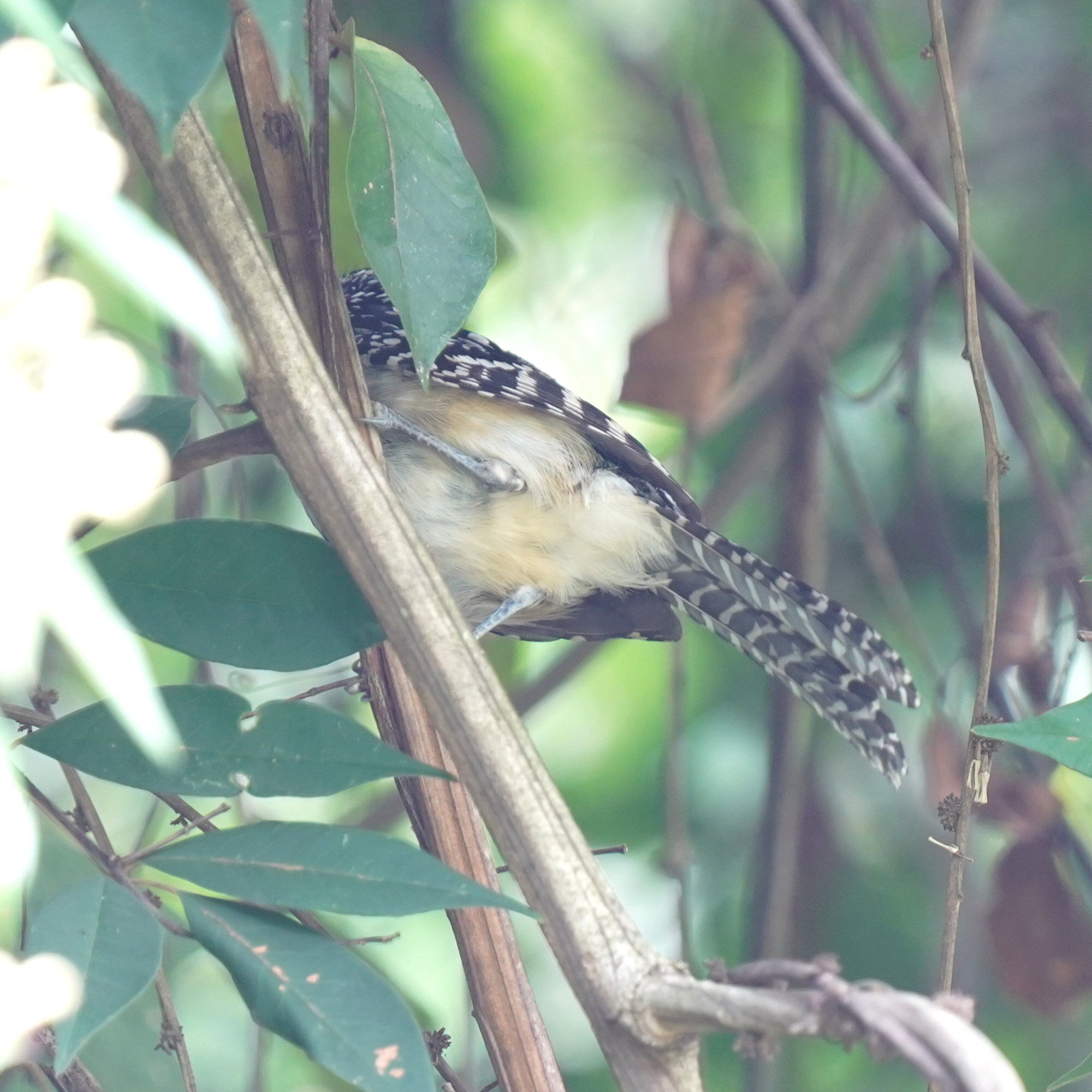 Spot-backed Antshrike (Hypoedaleus guttatus), photo 9
