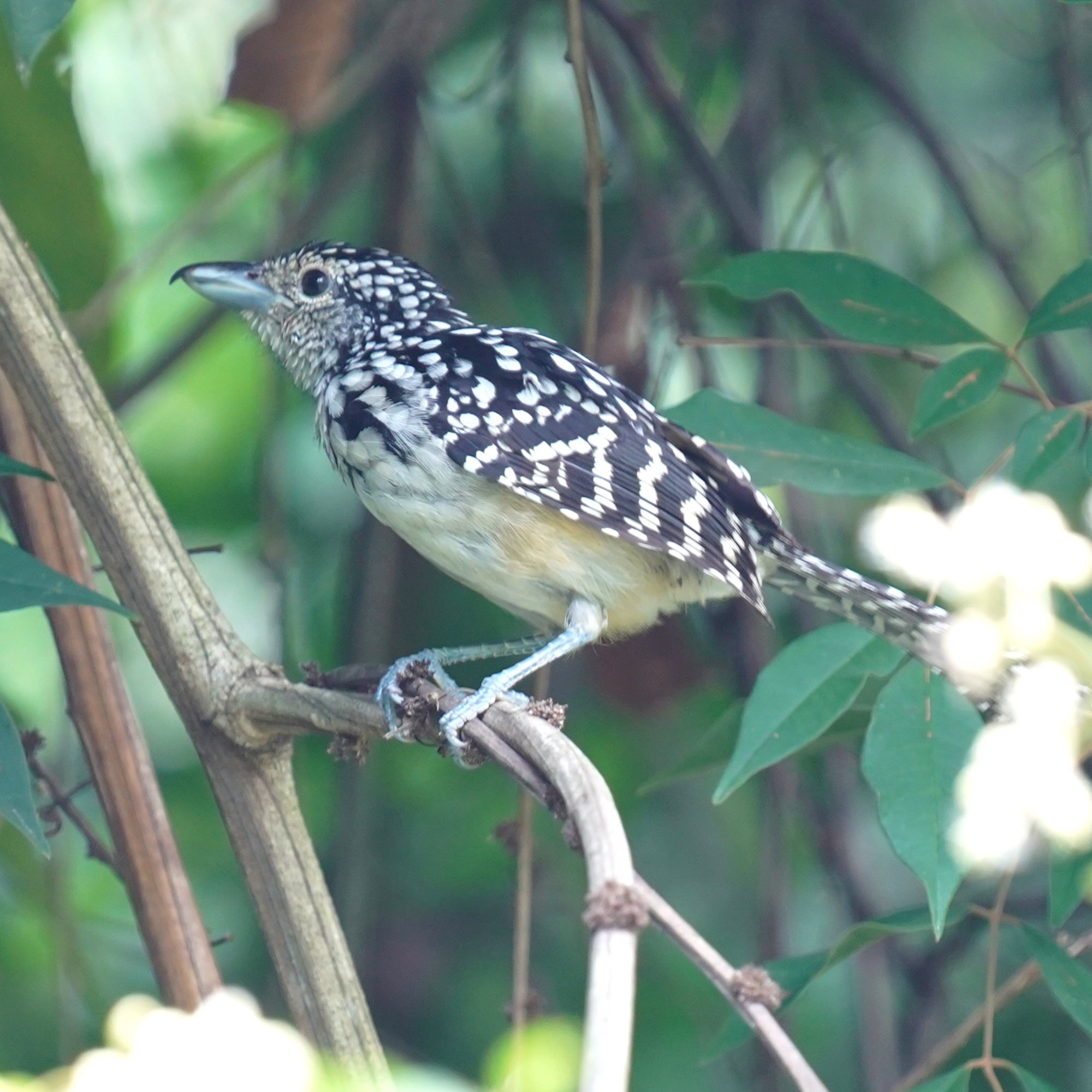 Spot-backed Antshrike (Hypoedaleus guttatus), photo 8