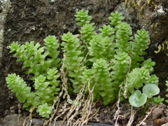 Sedum greggii