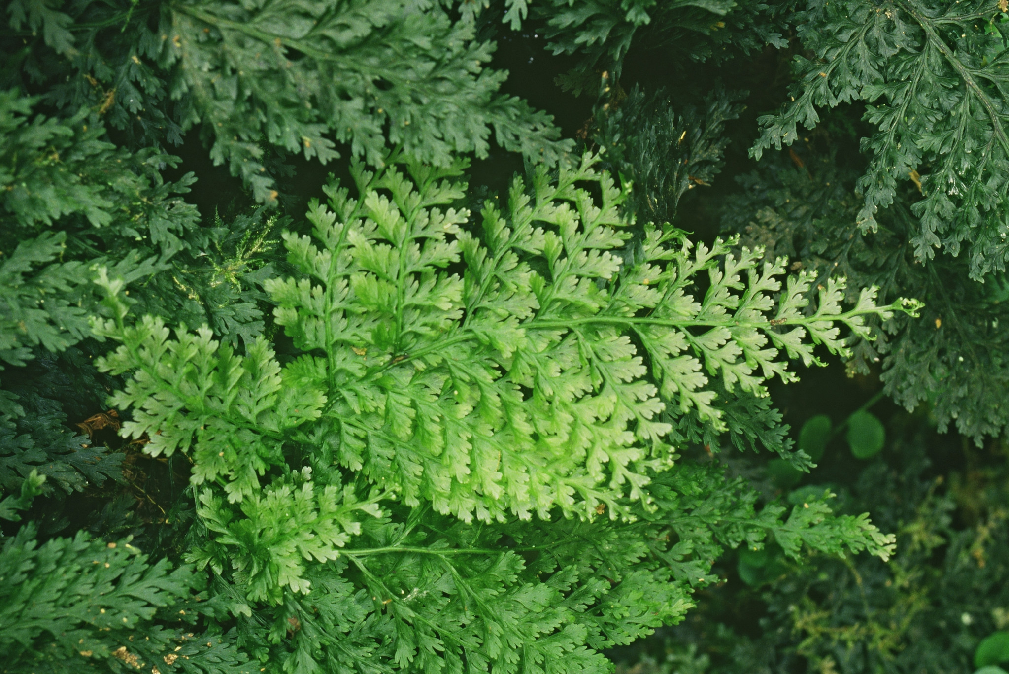 Vandenboschia
