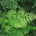 Vandenboschia speciosa - Photo (c) Natural  England, algunos derechos reservados (CC BY-NC-ND)