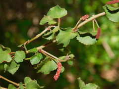 Acalypha microphylla