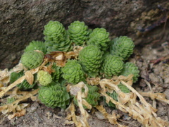 Sedum greggii